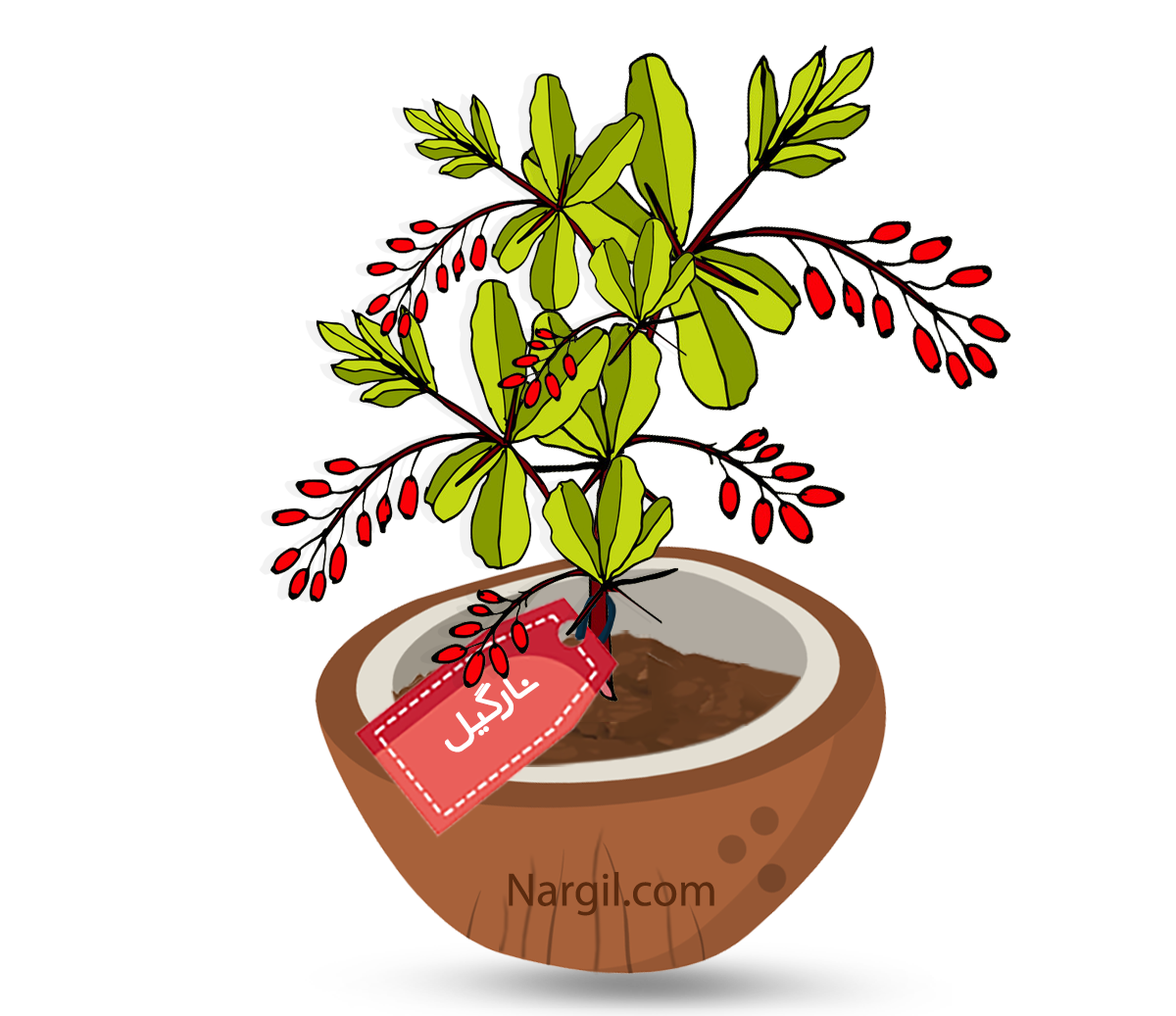  Nargil - Berberis Thunbergii